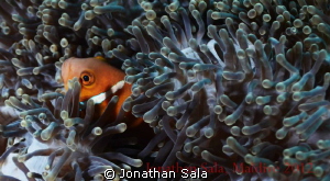 Clown Fish by Jonathan Sala 